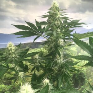 Flounder Breath (Stinky PuTang x Deadly Sativa) 13 Regular Seeds