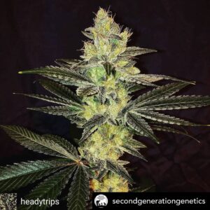 Formula-17 F1 (GG4 x F13) 13 Regular Seeds