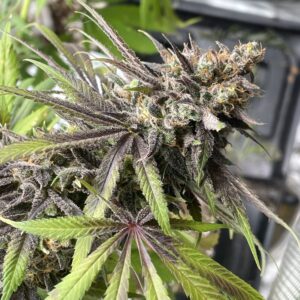 Frankenberry Diesel F1 (Strawberry Cough x Sour Diesel) 10 Regular Seeds