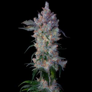 Frosted Grape F1 (Grape Ape x Romulan) 12 Regular Seeds