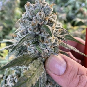 Frosted Guava Auto F1 (Guava x Frosted Skywalker) 5 Feminized Autoflower Seeds