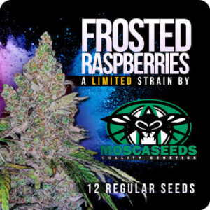 Frosted Raspberries F1 (Raspberry Boogie x MAC #11) 12 LIMITED EDITION Regular Seeds