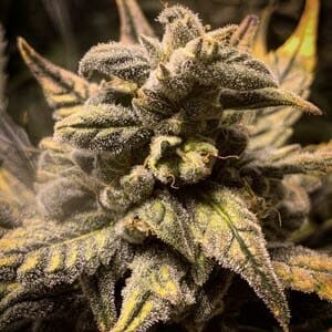 Frosted Skywalker Auto (Frosted Zinn F5 x Skywalker Auto F6) 5 Feminized Autoflower Seeds