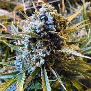 Frosted Watermelon Auto (Wutomelon x Frosted Zinn Auto) 5 Feminized Autoflower Seeds