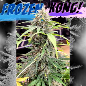 Frozen Kong Auto 5 Feminized Autoflower Seeds