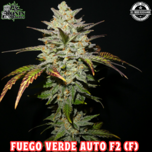 Fuego Verde Auto F2 (Bubba Trouble x Gorilla Girl x Serial Crusher Theory) 3 Feminized Autoflower Seeds