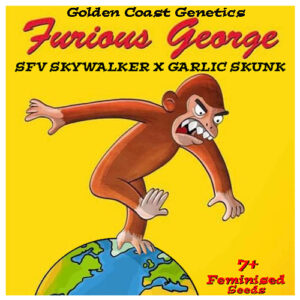 Furious George S1 ([SFV OG x Skywalker] x Garlic Skunk) 6 Feminized Seeds