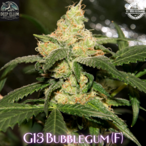 G13 Bubblegum (1998 Bubblegum x G13/NL2) 6 Feminized Seeds