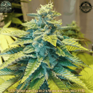 G13/Northern Lights #2 x Northern Lights #5 F1 10 Regular Seeds
