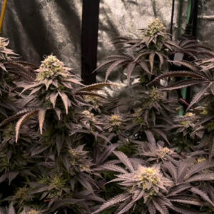 Gatito Especial F1 (Bebesita Kush x Mothers Milk) 11 Regular Seeds