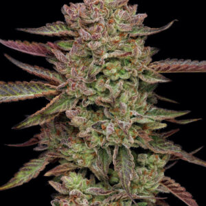 Gazzurple 10 Feminized Seeds