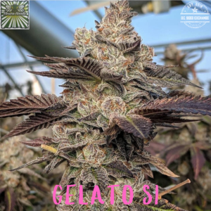 Gelato S1 (Gelato 41 x Gelato 41- RVSD) 3 Feminized Seeds