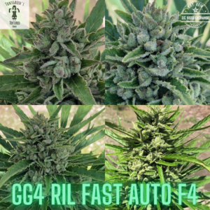 GG4 RIL Auto Combo Pack 20 Regular Autoflower Seeds