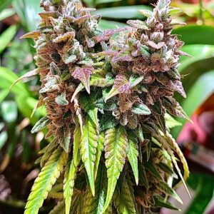 Grand Theft Alani F1 (Gas Tanker #5 x Alani Skunk) 6 Feminized Seeds