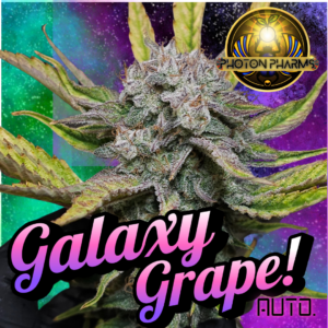 Galaxy Grape Auto 5 Feminized Autoflower Seeds