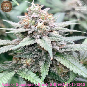 Galaxy Sunshine x Black & Blissful F1 5 Feminized Seeds