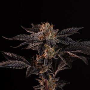 Garlic Applez (Fried Applez #2 x GMO) 10 Regular Seeds