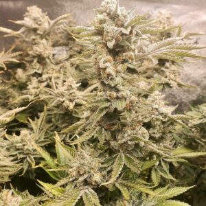 Genetically Modified Alani (G.M.A.) F1 (GMO x Alani Skunk) 6 Feminized Seeds