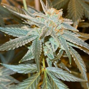 Geo-Thermal (Tahoe Alien x Project 007) 6 Feminized Seeds