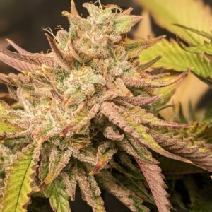 GhoulDie Hawn F1 Auto 7 Feminized Autoflower Seeds