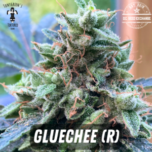 GlueChee F1 (GG4 x Cheese) 10 Regular Seeds