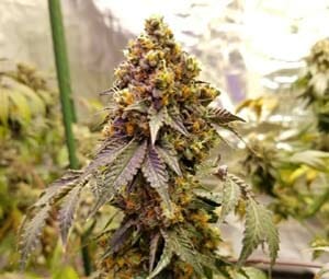 Golden Tuxedo (OGKB2.0 x Burnt Toast) 12 Regular Seeds