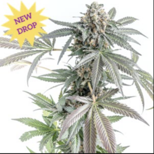Gorilla Cookie Cakes Auto (Gorilla Cookies x Gelato Auto) 5 Feminized Autoflower Seeds
