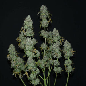Grape Ape Cake F1 (Grape Ape x Hotcakes) 10 Regular Seeds
