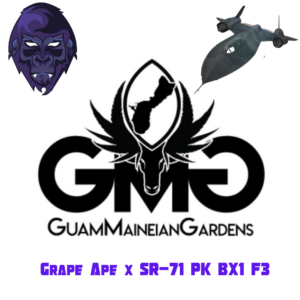 Grape Ape x SR-71 PK BX1 F3 6 Feminized Seeds