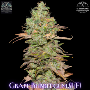Grape Bubblegum S1 (1998 Bubblegum x 2001 Dallas Grape) 6 Feminized Seeds