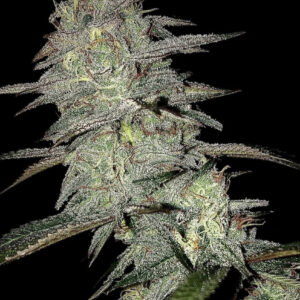 Grape Fanta F1 (Grape Pie x Platinum Kush) 6 Feminized Seeds