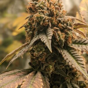 Grape Jellies Mix Pack 30 Regular Seeds