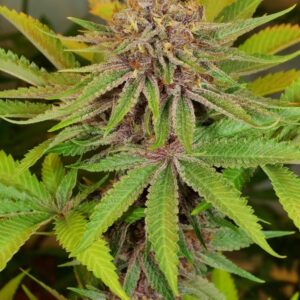 Grape Pupil v2 (Star Pupil x Putang) 7 Feminized Seeds