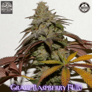 Grape Raspberry F1 (Grape Bubblegum x Blue Raspberry) 10 Regular Seeds