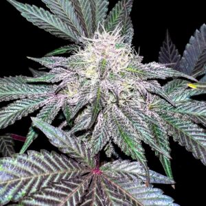 Grapevine F1 (Mendo Breath x Chemdog D/98 Bubba Kush) 7 Feminized Seeds