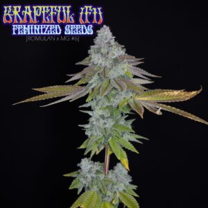 Grapeful F1 (Romulan x Modified Grapes) 6 Feminized Seeds