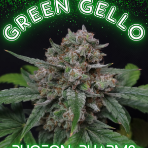 Green Gello Auto 5 Feminized Autoflower Seeds