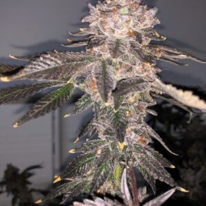 Green Tea (Forbidden Fruit x Gelato #41) 8 Feminized Seeds