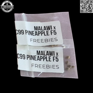 Greenwork Collective Malawi x C99 Pineapple F5 10 Regular Seeds