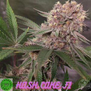 Hash Cake F1 (Ice Cream Cake x [Pakistani HP/Chocolate Thai IBL]) 10 Regular Seeds