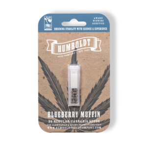 Blueberry Muffin F8 (Purple Panty Dropper x Razzle Berry) 20 Regular Seeds