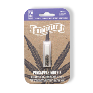 Pineapple Muffin F4 (Blueberry Muffin x Pineapple Trainwreck) 20 Regular Seeds