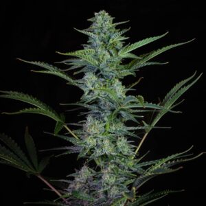 Harvey Wallbanger F1 Auto 3 Feminized Autoflower Seeds
