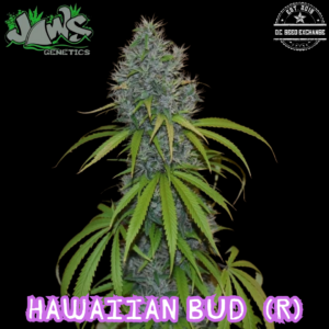Hawaiian Bud (Unknown x Stinky Era 1970-80) 12 Regular Seeds