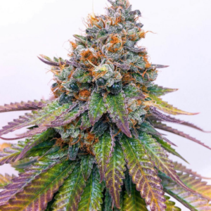 Hawaiian Peaches F1 11 Regular Seeds