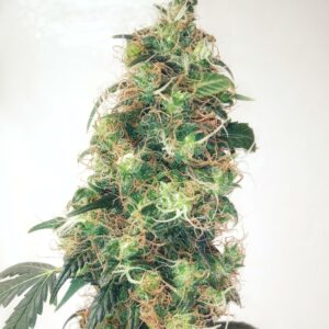 OK Haze x (88G13 x NL2) F1 12 Regular Seeds