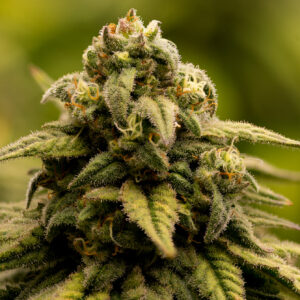 Elephant Stomper F1 (Purple Elephant Cut X Grape Stomper x Aloha White Widow) 12 Regular Seeds