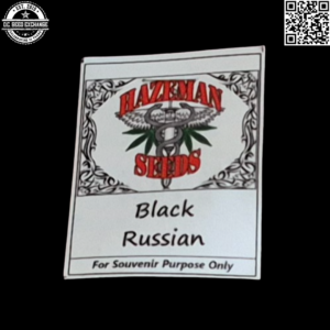 Hazeman Seeds Black Russian (Mr. Nice Black Widow x Russian Landrace) 12 Regular Seeds
