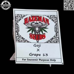 Hazeman Seeds Goji x Grape 13 12 Regular Seeds