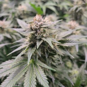 HeadChez (UK Cheese x Headband) 12 Regular Seeds